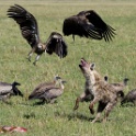 Hyenes - Hyena